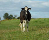 Vache au pâturage
