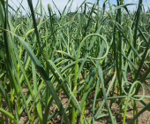 flaur d'ail bio