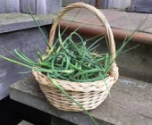 flaur d'ail bio