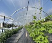 Le Marigot agricole